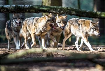 Eine Gruppe von Wölfen. 
