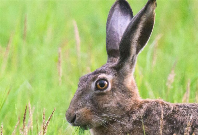 Zusammenstoß mit Hase: Motorradfahrer leicht verletzt, das Tier stirbt Ein Hase kam in Butjadingen bei einem Verkehrsunfall ums Leben.