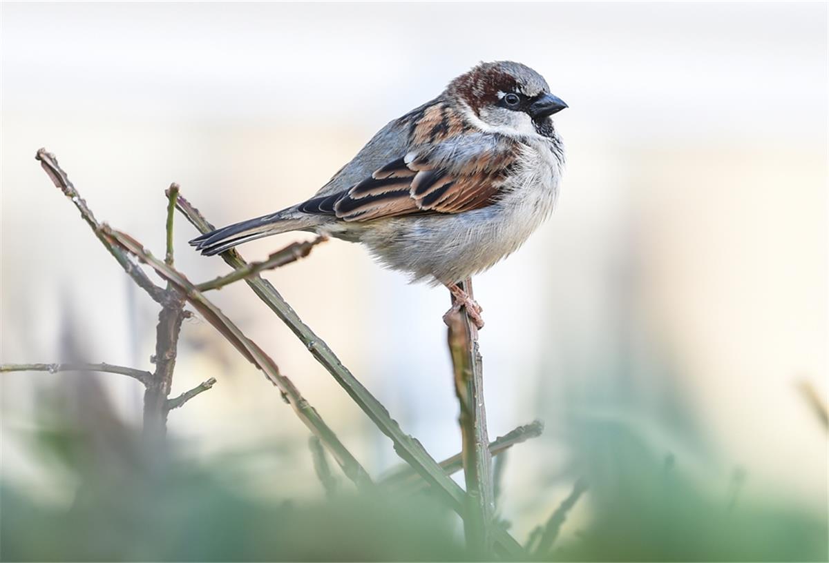 So erkennst du, welche Vögel sich an Deiner Futterstelle zeigen So erkennst du, welche Vögel sich an Deiner Futterstelle zeigen