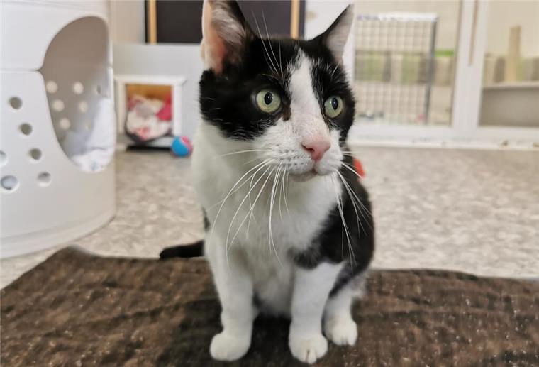 Ein Herz für Harry: FIV-positiver Kater sucht liebevolles Zuhause