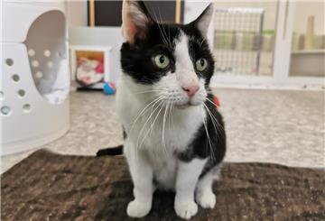 Ein Herz für Harry: FIV-positiver Kater sucht liebevolles Zuhause