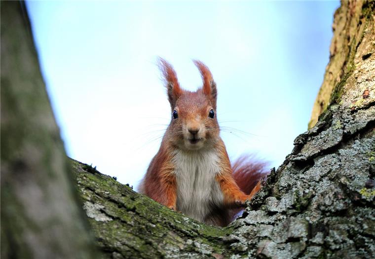 Ein Hobbyfotograf hat in Langen Fotos mit einem Eichhörnchen gemacht. eine Anwohnerin rief die Polizei.