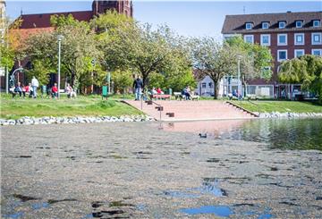 Ein hoher Nährstoffeintrag ist für den massiven Algenwuchs im Holzhafen in Geestemünde verantwortlich. Der Gestank entsteht beim Zerfall der Algen.