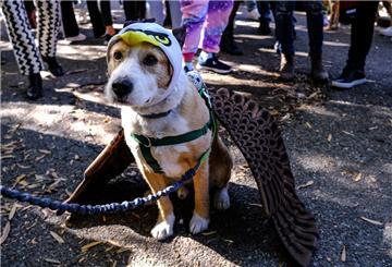 Ein Hund steht in einem Krokodilkopf und nimmt an der «Tompkins Square Park Halloween Dog Parade» teil 