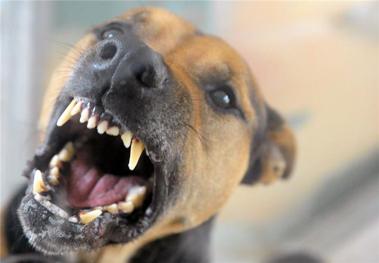 Ein Hund soll am 14. Mai eine Passantin in Süllwarden gebissen haben. Das Gericht sprach den Halter jetzt der fahrlässigen Körperverletzung schuldig.