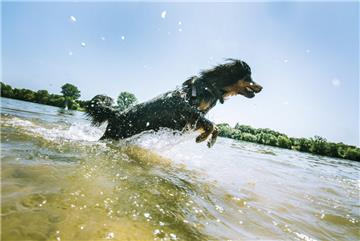 Ein Hund springt am Hundestrand durchs Wasser