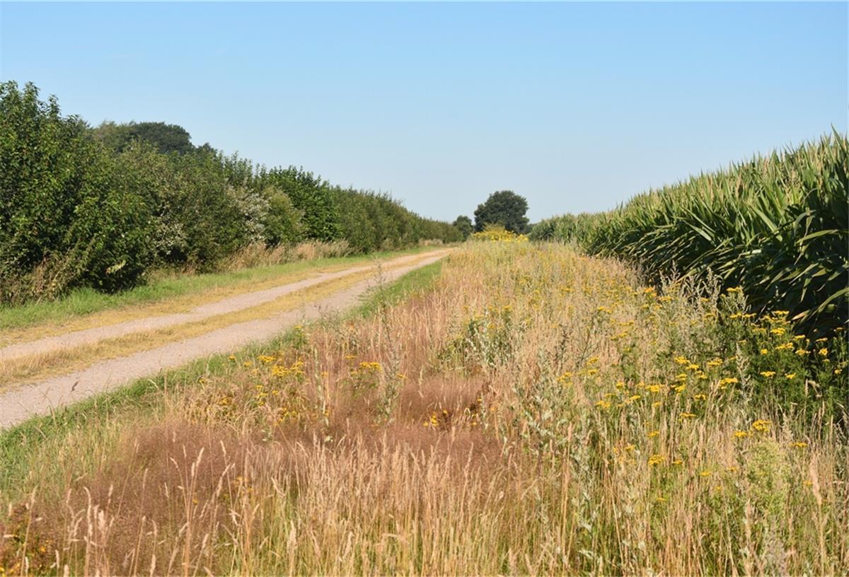 Ein idealer Weg: Rechts ein breiter Seitenraum mit üppigem Bewuchs, links eine Hecke mit verschiedenen Büschen und Sträuchern. 