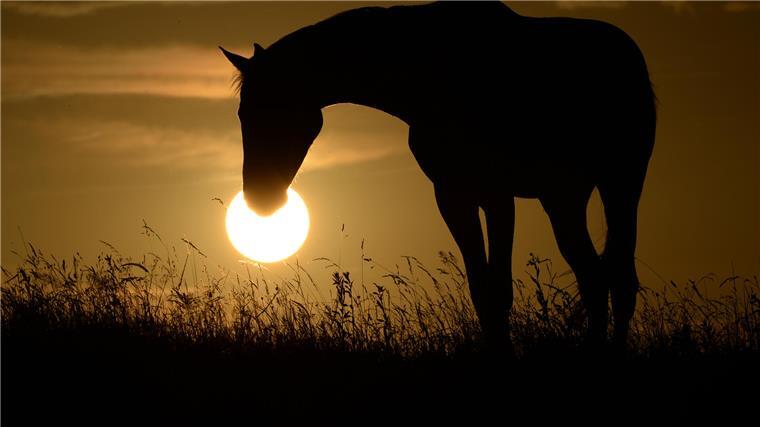 Ein Pferd mit gesengtem Kopf weidet vor der untergehenden Sonne.