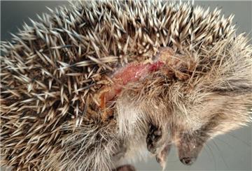 Ein Igel mit Schnittverletzungen: Mähroboter sind eine tödliche Gefahr für die niedlichen Tiere.