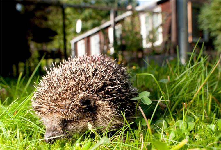 Ein Igel war in Bremen in einem Zaun eigeklemmt. Die Feuerwehr rettete das Tier, das sich nicht allein befreien konnte. 