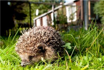 Ein Igel war in Bremen in einem Zaun eigeklemmt. Die Feuerwehr rettete das Tier, das sich nicht allein befreien konnte. 