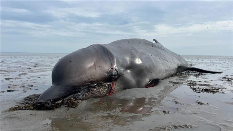 Nach Abschuss auf Sylt: Warum so viele Wale sterben Ein im in Munkmarsch auf Sylt angetriebener Wal ist mit einer Jagdbüchse von einem Seehundjäger erschossen worden.