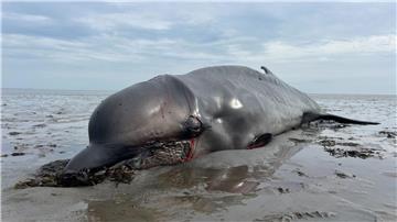 Ein im in Munkmarsch auf Sylt angetriebener Wal ist mit einer Jagdbüchse von einem Seehundjäger erschossen worden.