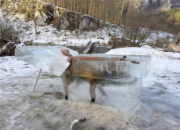 Eiskalt erwischt: Der eingefrorene Fuchs soll eine Warnung sein Ein Jäger hat einen ertrunkenen Fuchs im Eisblock als Warnung aufgestellt.