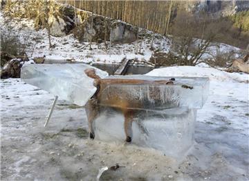 Ein Jäger hat einen ertrunkenen Fuchs im Eisblock als Warnung aufgestellt. 