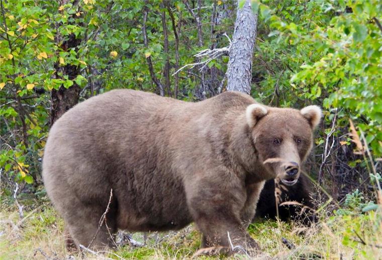 Virginia: Bär begräbt Jäger nach Schuss tödlich unter sich Ein Jäger wurde bei einem Jagdunfall tödlich verletzt.