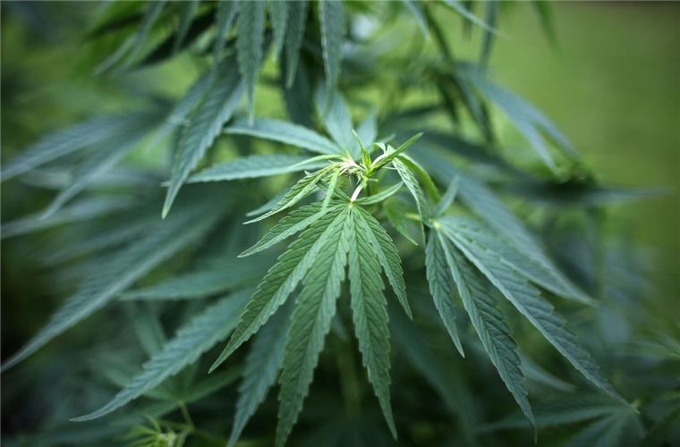 Ein Junge benachrichtigte die Polizei, weil er im Garten seiner Mutter Cannabis vermutete.
