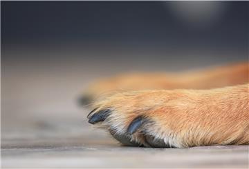 Ein Junge war Sonntagabend gegen 18.15 Uhr während eines Spaziergangs mit seinem Vater angeblich von einem Hund angefallen und gebissen worden sein.