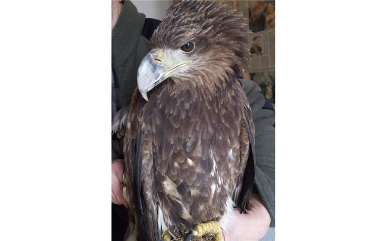 Cuxland: Junger Seeadler stirbt an Bleivergiftung Ein junger Seeadler ist an einer Bleivergiftung gestorben. Es ist der dritte in den vergangenen Jahren.