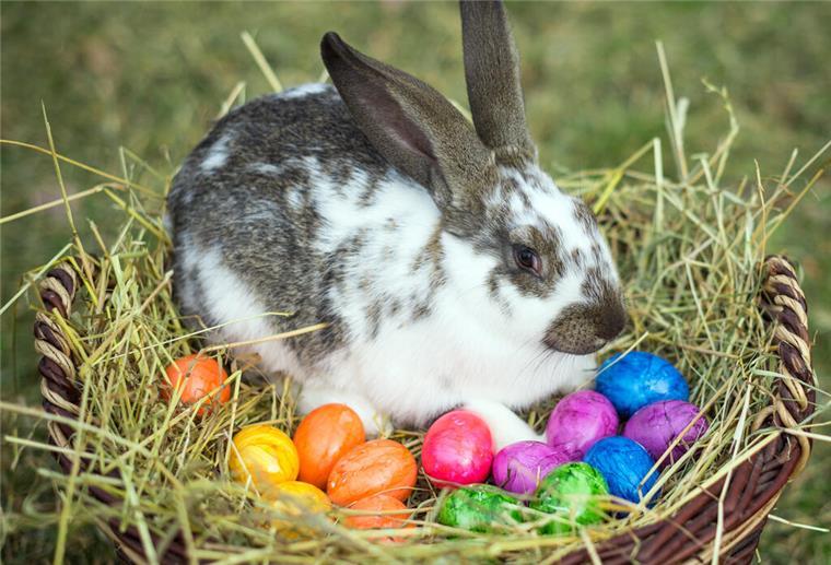 Ein Kaninchen sitzt neben einem Weidenkorb mit bunt gefärbten Ostereiern auf einer Wiese. 
