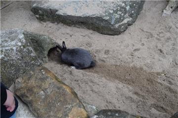 Ein Kaninchen sucht den Weg in den Bau.