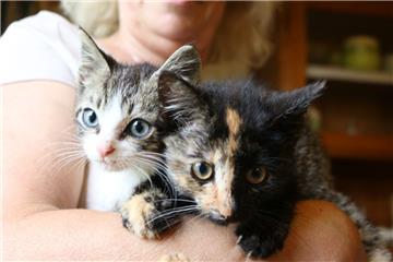 Ein Katzen-Dreamteam: Der kleine Kater (links) leitet die  verletzte Emily (rechts) an.
