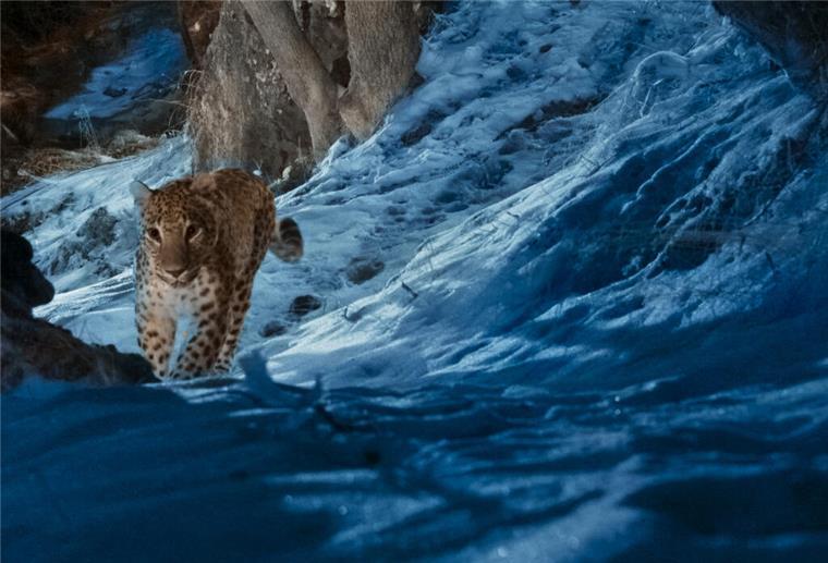 Ein Kaukasus-Leopard ist in „The Wild Ones“ zu sehen, das am 11. Juli auf dem Streamingdienst Apple TV+ Premiere feiert.