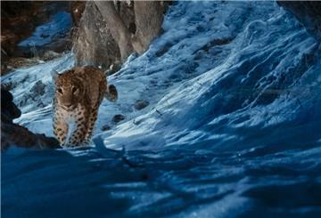Ein Kaukasus-Leopard ist in „The Wild Ones“ zu sehen, das am 11. Juli auf dem Streamingdienst Apple TV+ Premiere feiert.