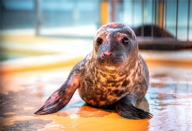Rekord: So viele Robben wurden auf Helgoland noch nie geboren Ein Kegelrobben-Jungtier in der Seehundstation Norddeich.
