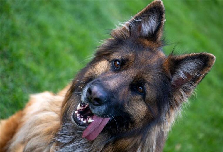  Ein Deutscher Schäferhund auf dem Übungsplatz des Schäferhundvereins Lauingen. 