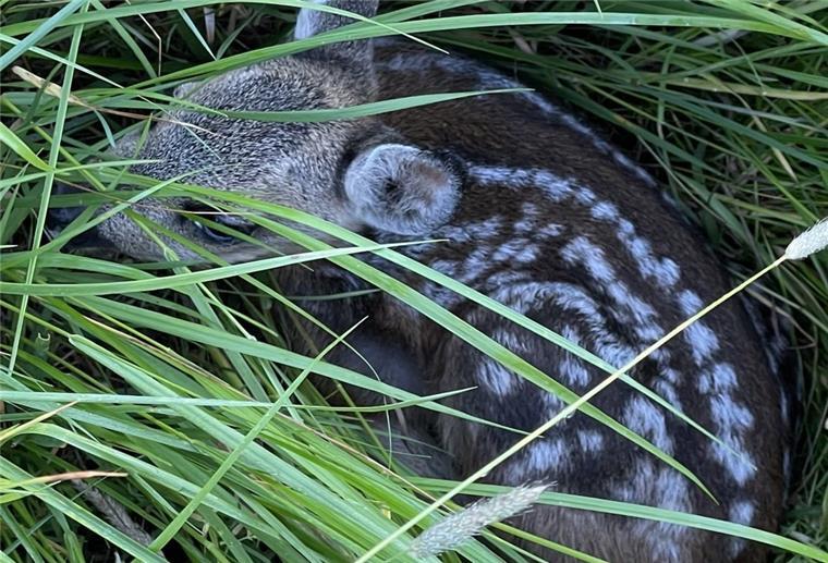 Ein Kitz im Gras: Dank einer Suchaktion und des Einsatzes von Drohnen konnte es wie 27 weitere vor dem Mähtod gerettet werden.