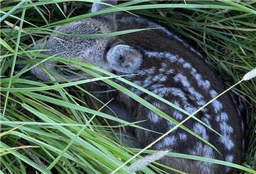 Ein Kitz im Gras: Dank einer Suchaktion und des Einsatzes von Drohnen konnte es wie 27 weitere vor dem Mähtod gerettet werden.
