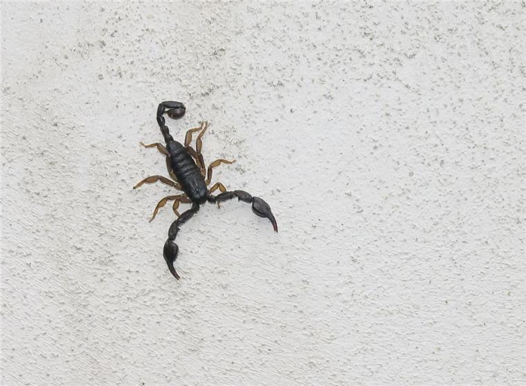 Ein kleiner Skorpion hat in einem Hamburger Hotel für reichlich Trubel gesorgt.