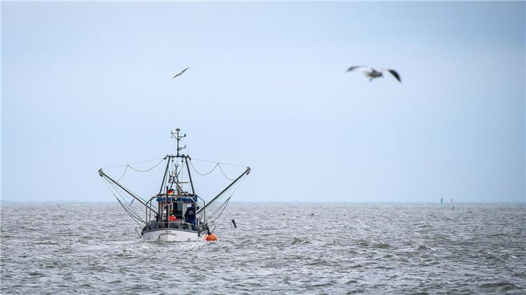 Bund gibt drei Millionen Euro Beihilfe für Fischereibetriebe Ein Krabbenkutter fährt aus dem Hafen.