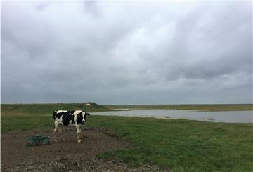 Ein Kuh steht auf dem Langwarder Groden. Über ihr brauen sich dunkle Wolken zusammen. Im Hinblick auf die in Butjadingen wieder anstehende Diskussion über einen Beitritt zur Biosphärenregion dürfte das Bild Symbolcharakter haben.