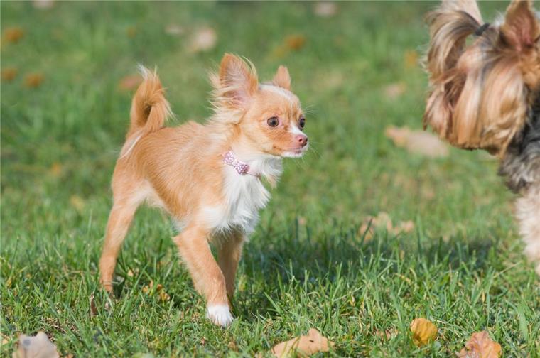 Ein Ladendieb versteckte sein Diebesgut im Hundekorb eines Chihuahuas (Symbolfoto).