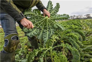 Ein Landwirt erntet auf einem Feld eines Biogemüsebetriebes Grünkohl. 