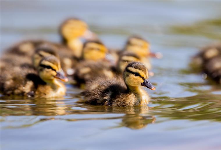 Entenküken schwimmen auf einem See. Ein leises Schnattern, zwei aufmerksame Brüder – und acht gerettete Leben. Die Feuerwehr eilt zur Hilfe, die Küken überleben, die Entenmutter kehrt zurück. 