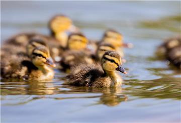Entenküken schwimmen auf einem See. Ein leises Schnattern, zwei aufmerksame Brüder – und acht gerettete Leben. Die Feuerwehr eilt zur Hilfe, die Küken überleben, die Entenmutter kehrt zurück. 