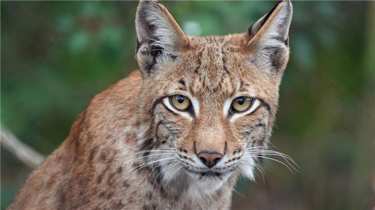 Ein Luchs.