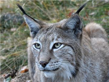 Ein Luchs hat im Harz sieben Schafe gerissen.