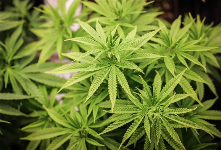 Zwei Taschen voller Cannabis: Polizei deckt Plantage in Wohnung auf ARCHIV - 22.02.2024, Hamburg: Cannabispflanzen (ca. 4 Wochen alt) in ihrer Wachstumsphase stehen unter künstlicher Beleuchtung in einem Privatraum. (Symbolbild) (zu dpa: «Cannabisplantage in Bremer Wohnung entdeckt») Foto: Christian Charisius/dpa +++ dpa-Bildfunk +++