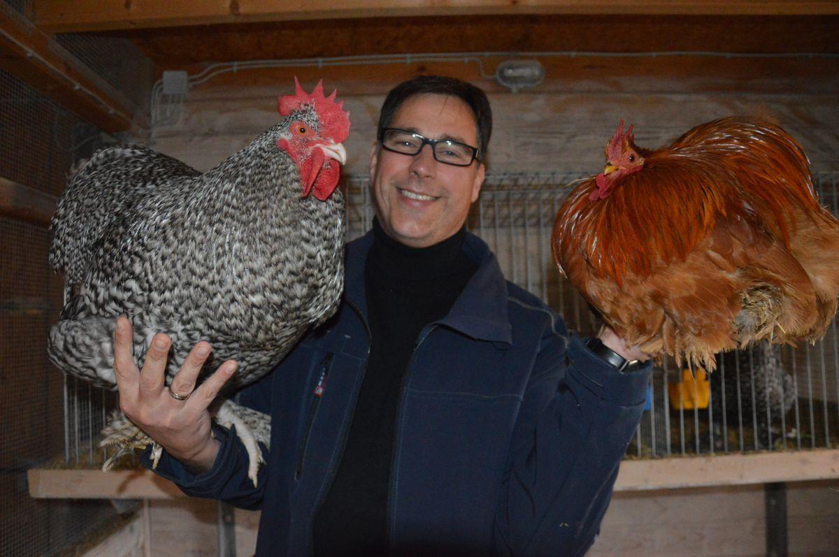 Ein Melchner Hahn auf der rechten, ein Zwerg-Cochin-Huhn auf der linken Hand – ewig kann Rassegeflügel-Züchter Stefan Wahlich aus Lintig in dieser Position nicht verharren. Die Tiere sind etliche Kilogramm schwer und halten nur selten still.