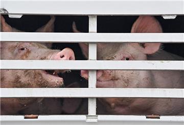 Zwei Schweine sind durch das Gitter eines Viehtransports zu sehen. 