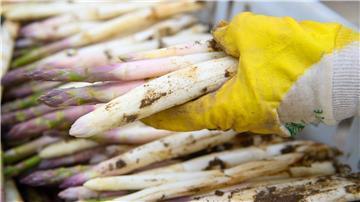 Ein Mitarbeiter legt frisch gestochenen Spargel in eine Kiste.