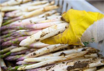Ein Mitarbeiter legt frisch gestochenen Spargel in eine Kiste.
