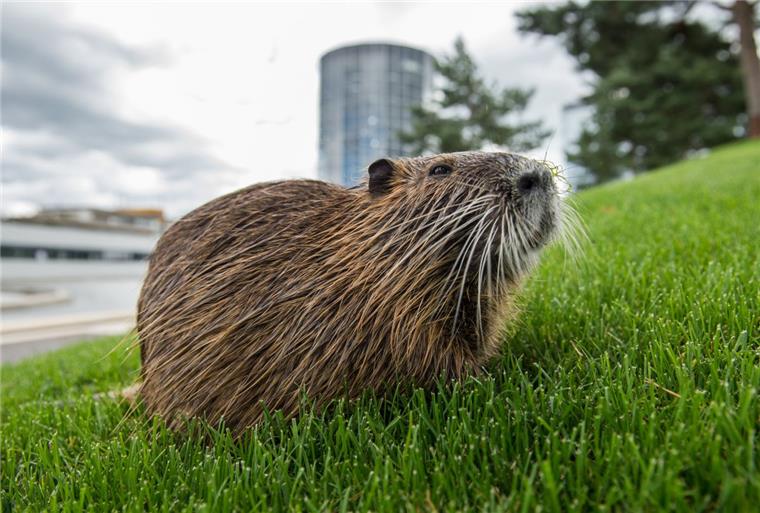 Ein Nutria, auch Biberratte oder Wasserratte genannt, sitzt auf einer Wiese.