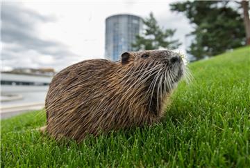 Ein Nutria, auch Biberratte oder Wasserratte genannt, sitzt auf einer Wiese.