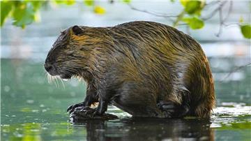 Ein Nutria steht am Rande eines Gewässers auf einem Baumstumpf.