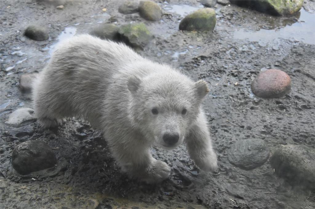 Ein paar Alleingänge sind schon drin: Lili aus dem Zoo am Meer 